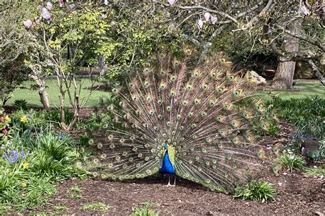 Peacocks In Beacon Hill Park A Sure Sign Of Spring One Of… Flickr