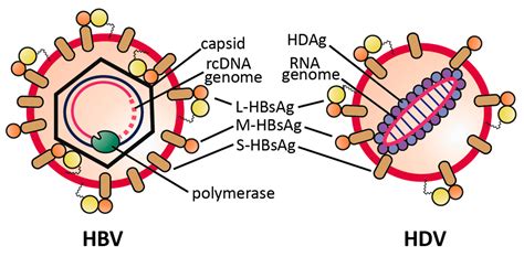 Viruses Free Full Text Hepatitis Delta Virus Replication Strategy