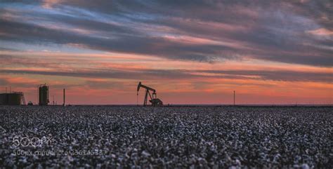 Cotton Fields In Texas By Dotson Cotton Fields Natural Landmarks