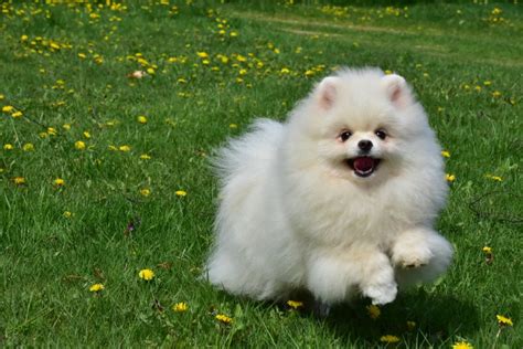 Pomeranian Szpic Miniaturowy Fci Puchaty Bia Y Reproduktor Nasut W Olx Pl