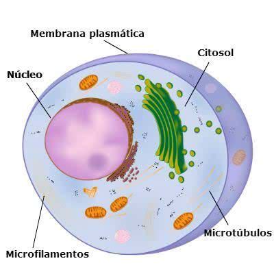 Citoplasma Toda Matéria