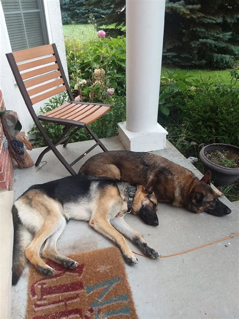 Two amazing German shepherds. : r/aww