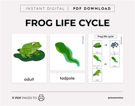 Life Cycle Of A Frog Printable Montessori Nomenclaturecards Preschool Science Homeschool Cycle