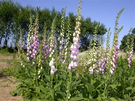 Naparstnica Purpurowa Digitalis Purpurea L Rejonowe Ko O