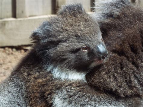 Southern Koala Joey Longleat Zoochat