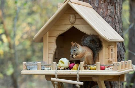 Wooden Squirrel Feeder Personalized Squirrel House Squirrel - Etsy