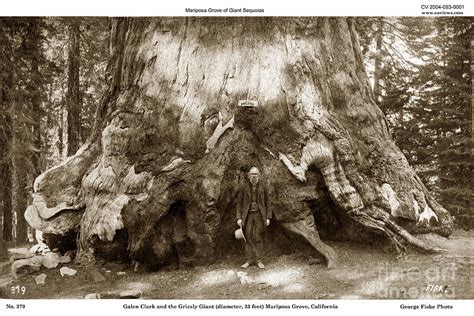 Galen Clark At Mariposa Grove By George Fiske Yosemite Photographer