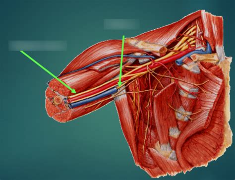 Week 9 - Brachial Plexus / Nerves (6) Diagram | Quizlet