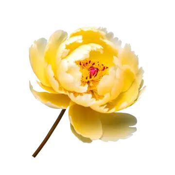 Chinese Peony Flower Design Image Beautiful Peony Flower Flower With