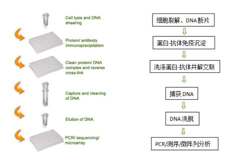 植物染色质免疫沉淀试剂盒（chip）的使用生物器材网