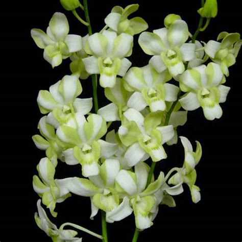 Liberty Mg Orchids Online Store