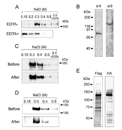 And Integrins Bind To Mk A The Binding Of