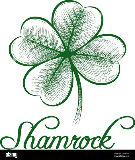 4-leaf shamrock engraving Stock Vector Image & Art - Alamy