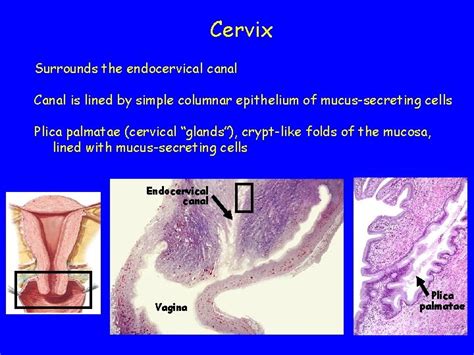 Histology Of The Female Reproductive System Reproductive Function