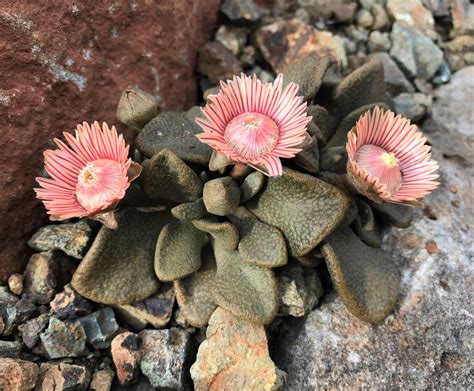 Workshop Dry Garden Botany Aizoaceae The Ruth Bancroft Garden