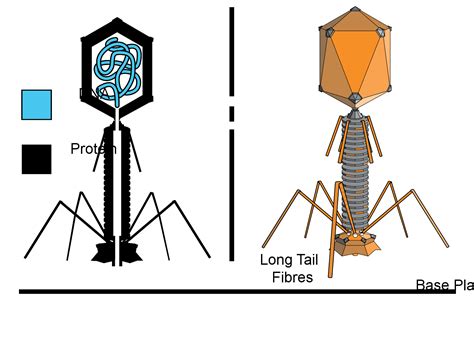 92c Complex And Asymmetrical Virus Particles Biology Libretexts