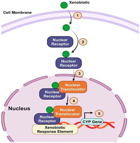 Biomedicines Free Full Text Decoding The Role Of Cyp450 Enzymes In Metabolism And Disease A