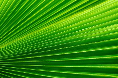 Green Palm Tree Leaf Free Stock Photo Public Domain Pictures