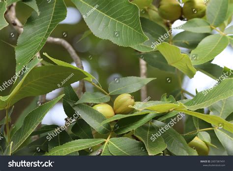 Pignut Hickory Tree