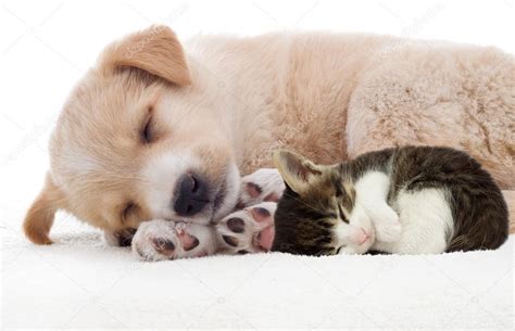 Sleeping Kittens And Puppies