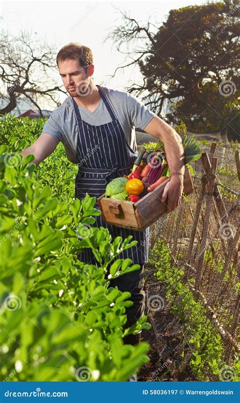 Farmer On Local Sustainable Organic Farm Stock Image Image Of Rural Fresh 58036197