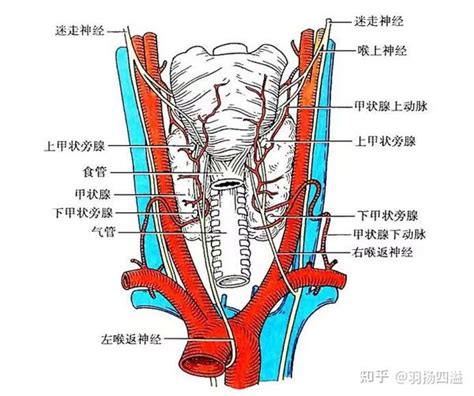 甲状腺癌全切术后体验分享 知乎