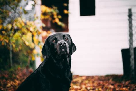 Can Labrador Retrievers Be A Good Guard Dog Dogforms