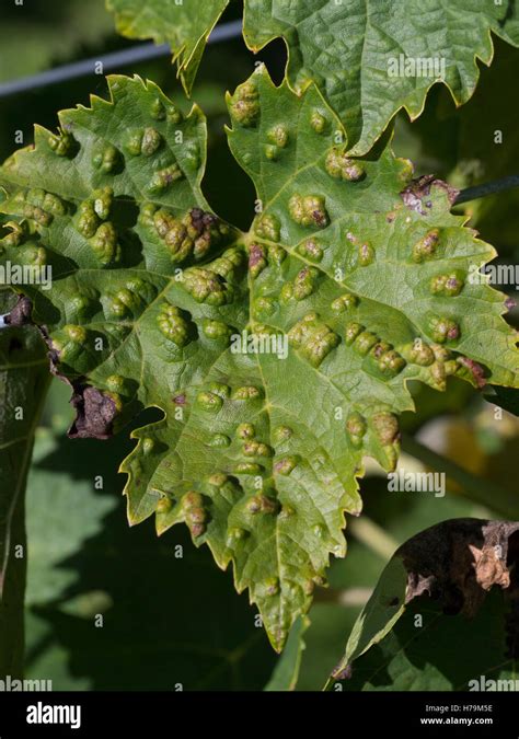 Eriophyes vitis es un ácaro infectando hojas de uva Enfermedad de la