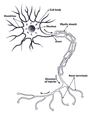 Nerve: Nerve Cell Function