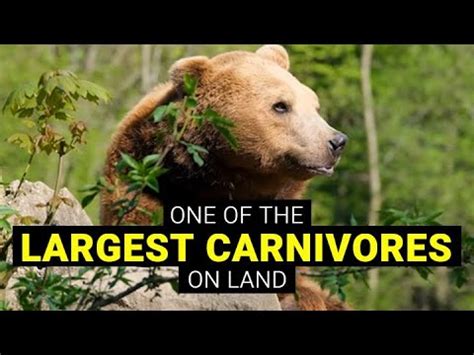 CamojojoThe Mighty Brown Bear Exploring The World Of The Largest