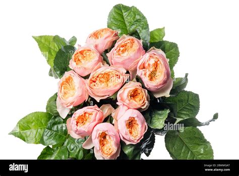 Pink Romantic vuvuzela rose. Close up beautiful flower isolated on ...