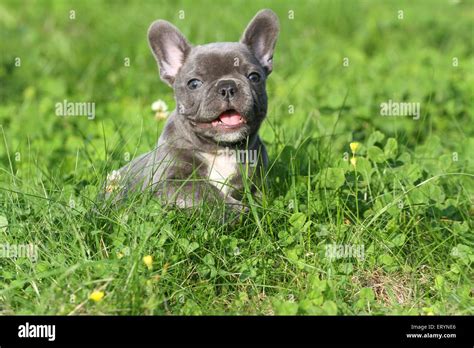 Sitting French Bulldog Puppy Stock Photo Alamy