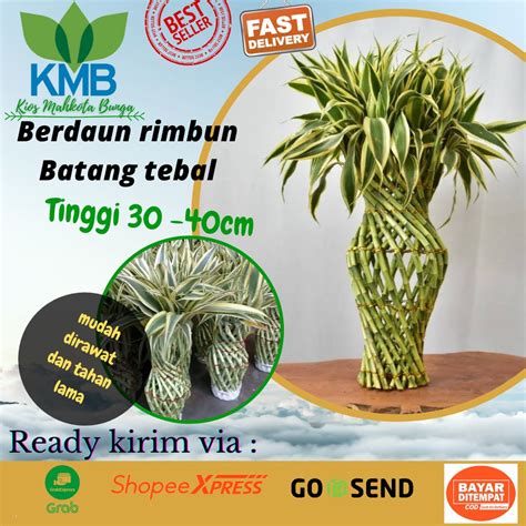 Jual Bambu Hoki Sri Rejeki Lucky Bamboo Guci Varigatha Shopee