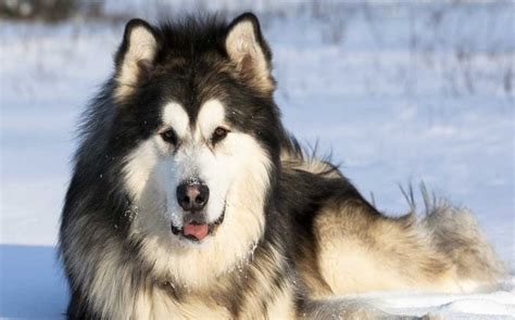 Alaskan Malamute Dog Breed Temperament And Personality - Playful and