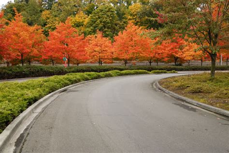 Best Trees for Driveways