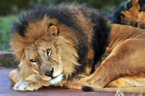 big, Cats, Lions, Glance, Animals, Lion, Predator Wallpapers HD / Desktop and Mobile Backgrounds