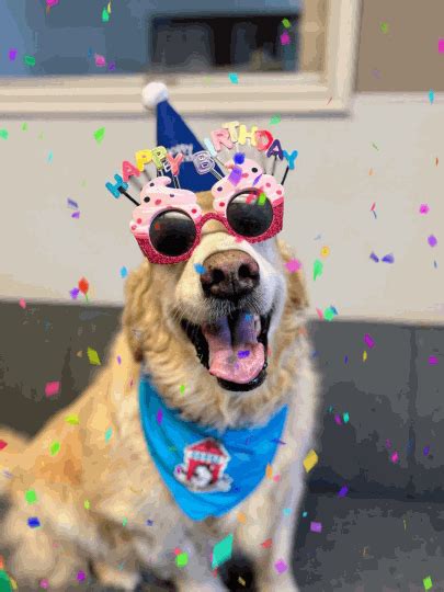 Happy birthday dog gif – Artofit