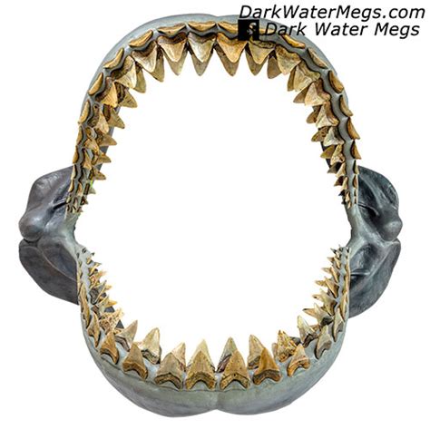 Megalodon Jaw Fossil Megalodon Shark Jaw For Sale, 43% OFF