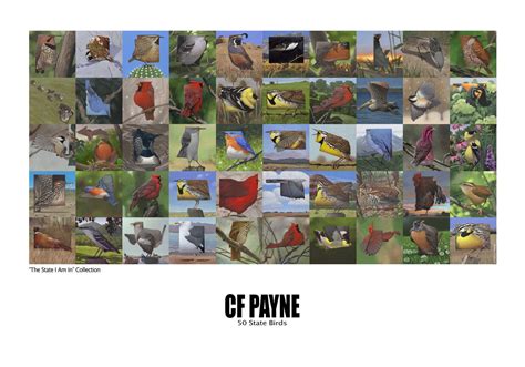 50 State Birds — Giclee42