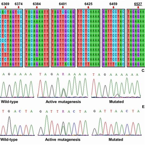 Evidence for APOBEC3-mediated editing in human-derived MMTV sequences ... 