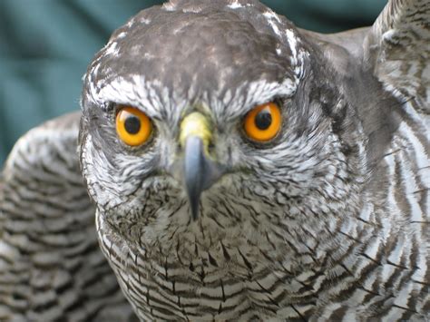 Goshawk - Updraft | UK Bird Small Mammal Taxidermist Mike Gadd