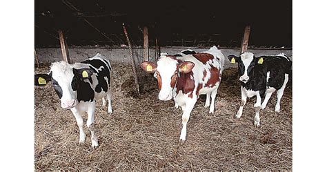 Етерични масла от чесън и цитруси ще помагат на говедата във ...