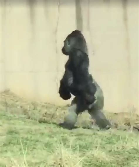 Philadelphia Zoo Gorilla Caught Walking on Two Legs to Protect His Snack Stash