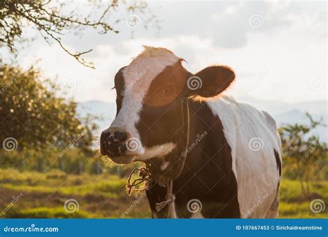 Vacas Blancos Y Negros En Un Campo Herboso Imagen De Archivo Imagen