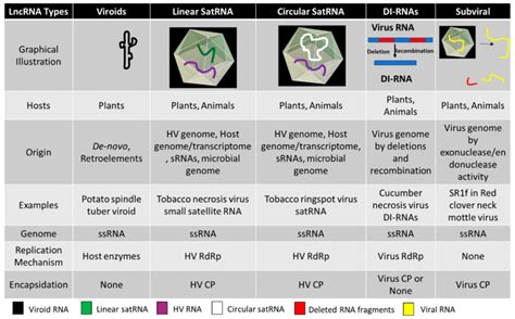 long noncoding rnas  plant viroids  viruses  review pmc