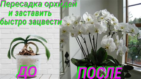 ⚀Пересадить орхидею правильно, и заставить быстрое,ЦВЕТЕНИЕ ОРХИДЕИ ...