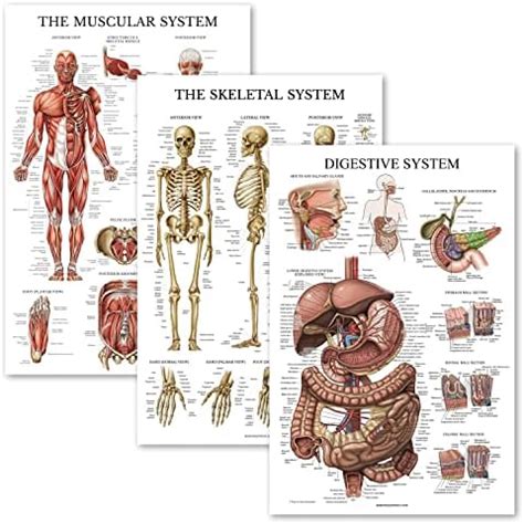 Palace Learning 3 Pack Muscle Skeleton Ligaments Of The Joints