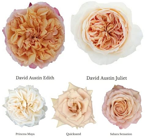 Peach Juliet Garden Roses | Fasci Garden