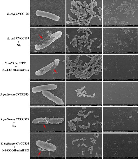 Sem Images Of E Coli Cvcc195 And S Pullorum Cvcc533 Cells Treated