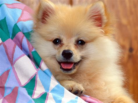 Baby Dog Pictures Dogs Wallpaper - HD Animal Wallpapers